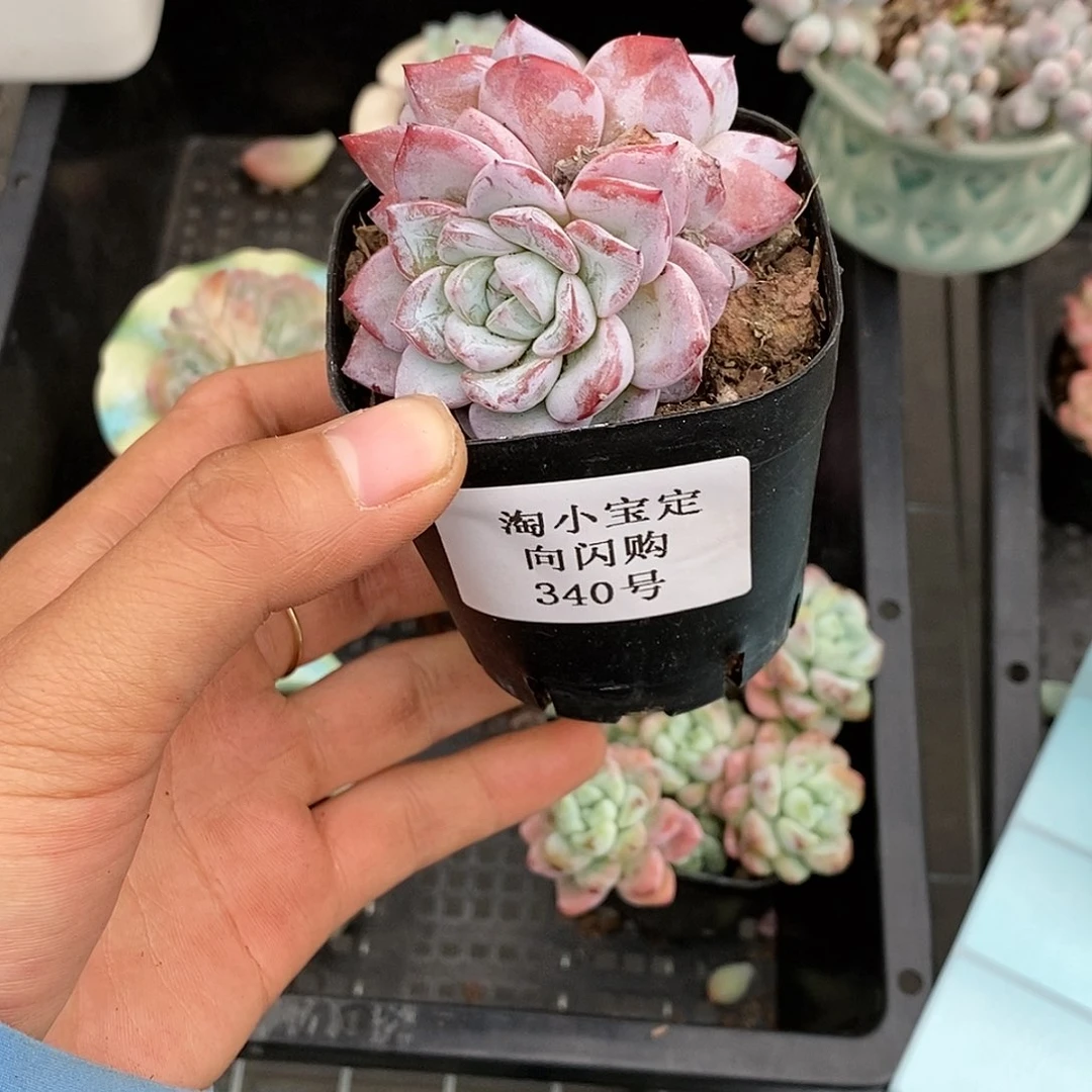 静***?10—5-TXB闪购340