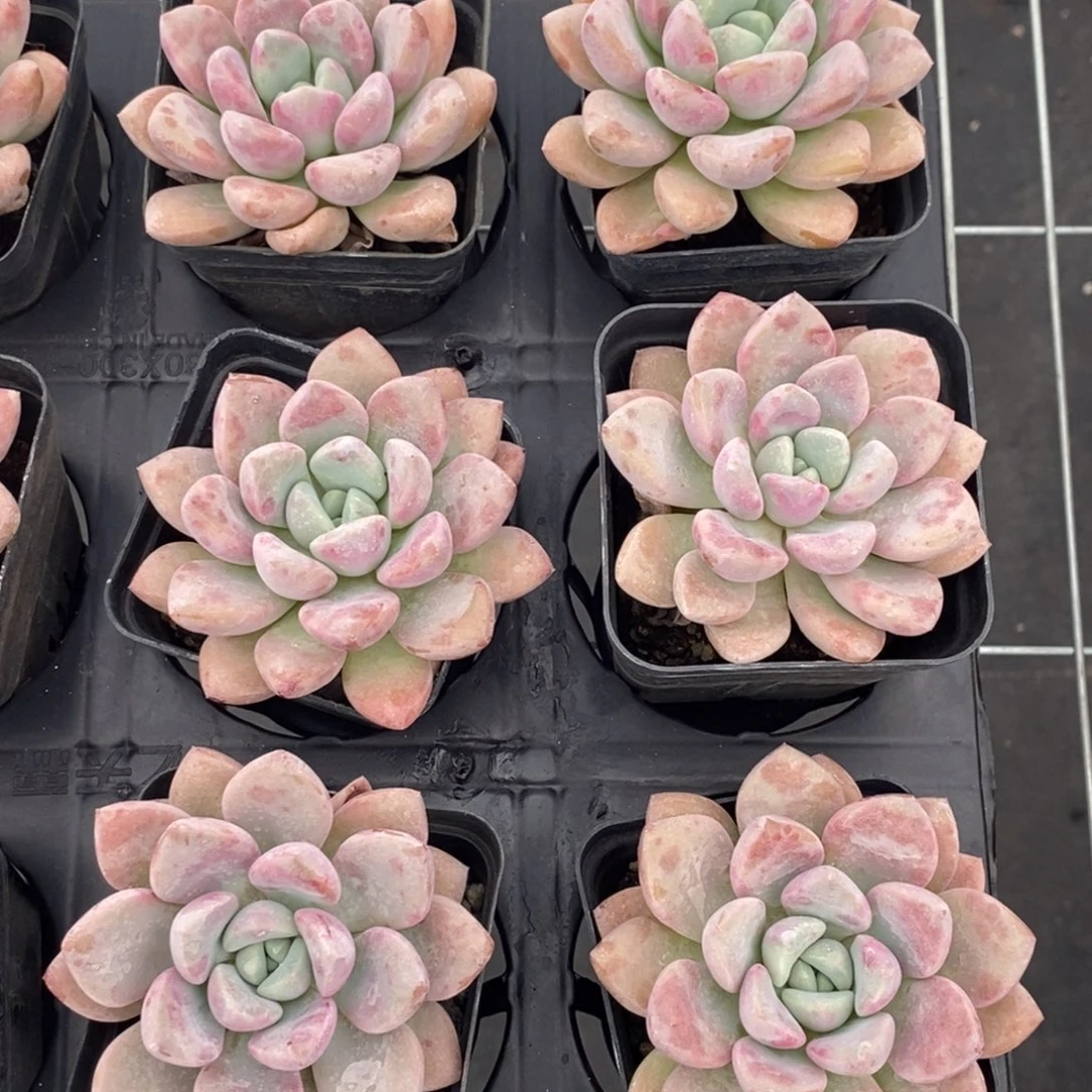 8月24花斑鹿多肉