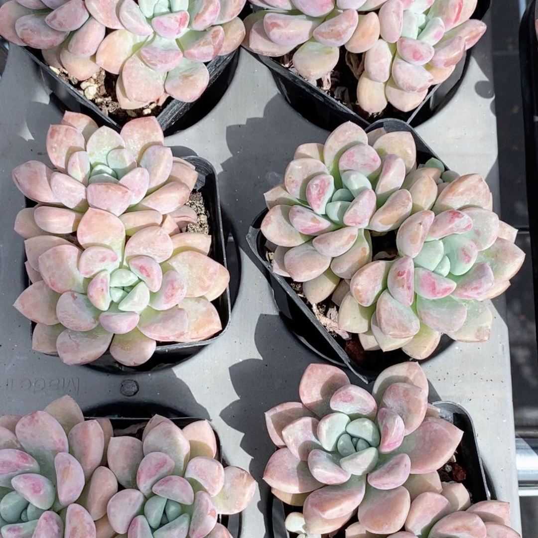 花斑鹿多肉植物量拍
