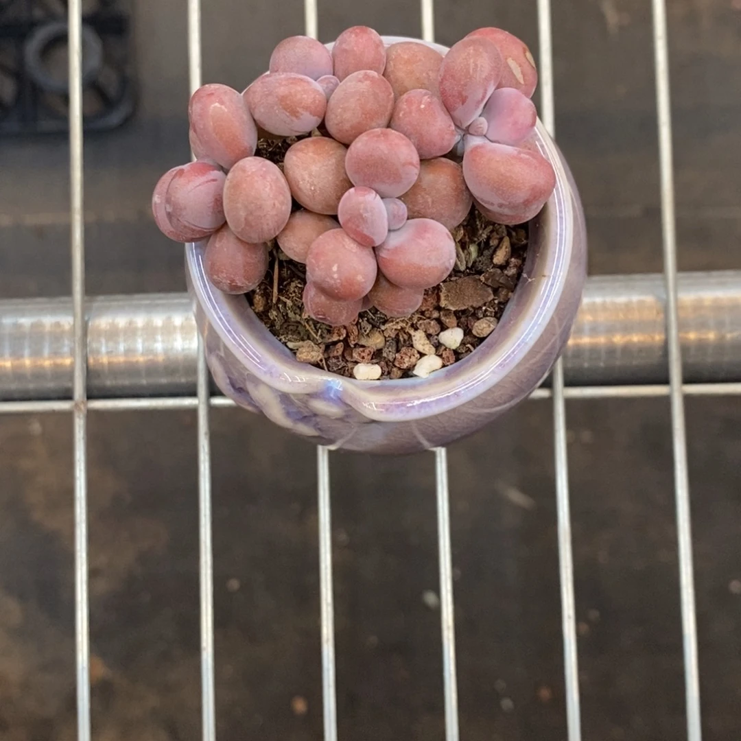 桃蛋带盆张包专拍小鹿