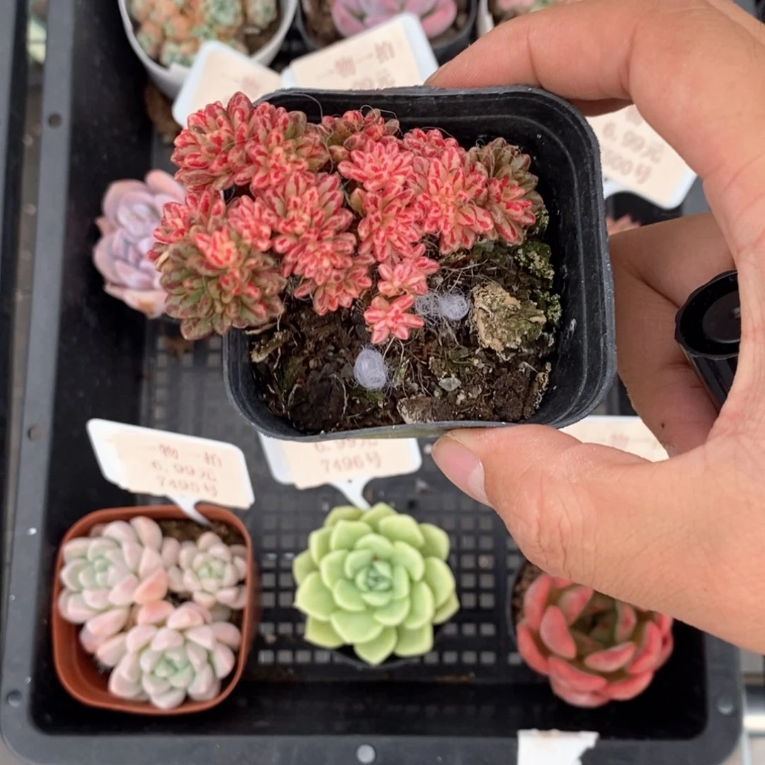 澜*小人祭多肉植物定向