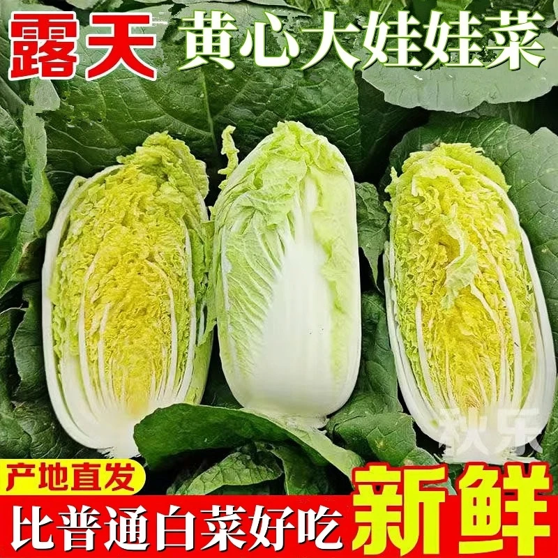 现挖现发新鲜娃娃菜黄心白菜脆嫩当季时令农家蔬菜可凉拌火锅酸菜