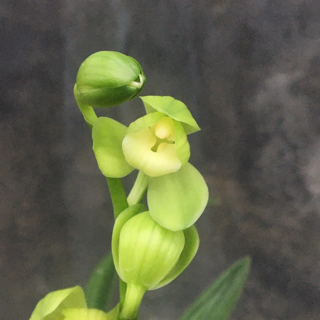 兰花苗 如意素荷 建兰四季兰 直销带花苞绿植物兰草花卉盆栽