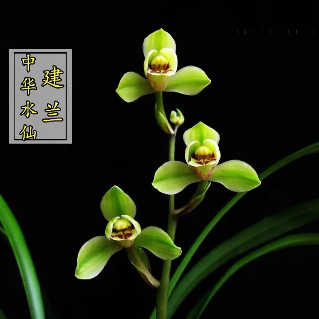 兰花【中华水仙】客厅盆栽室内植物四季兰草花卉兰花苗阳台