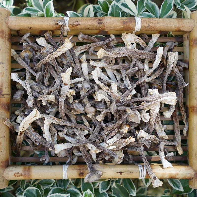 一斤装 高山 农家 鹿茸菇