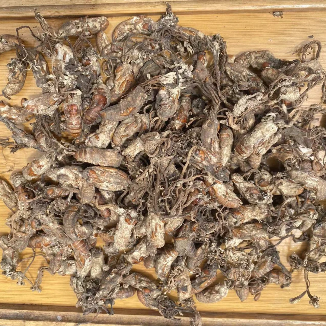 高山 农家 金蝉花 干