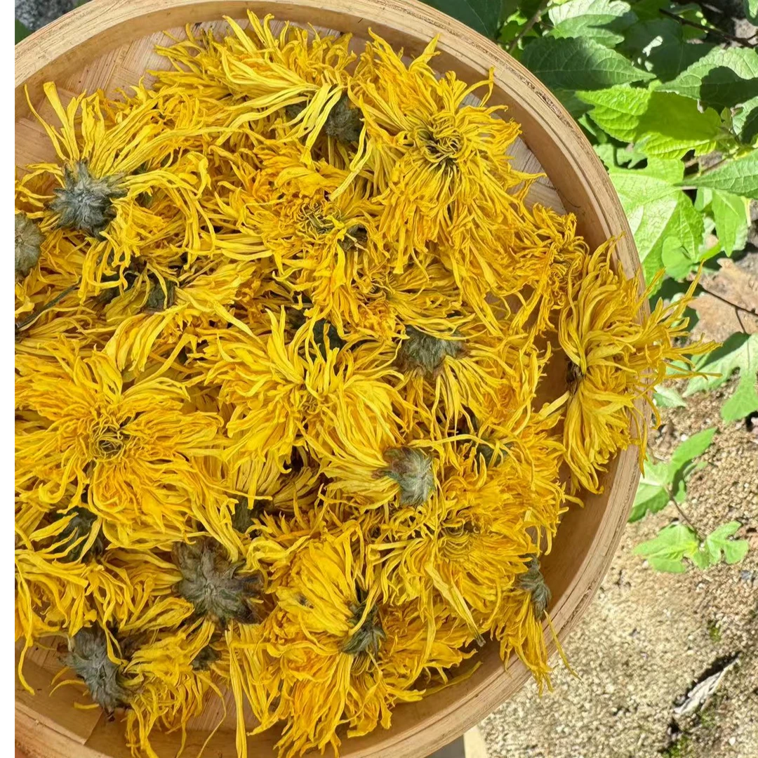高山 农家 金丝皇菊