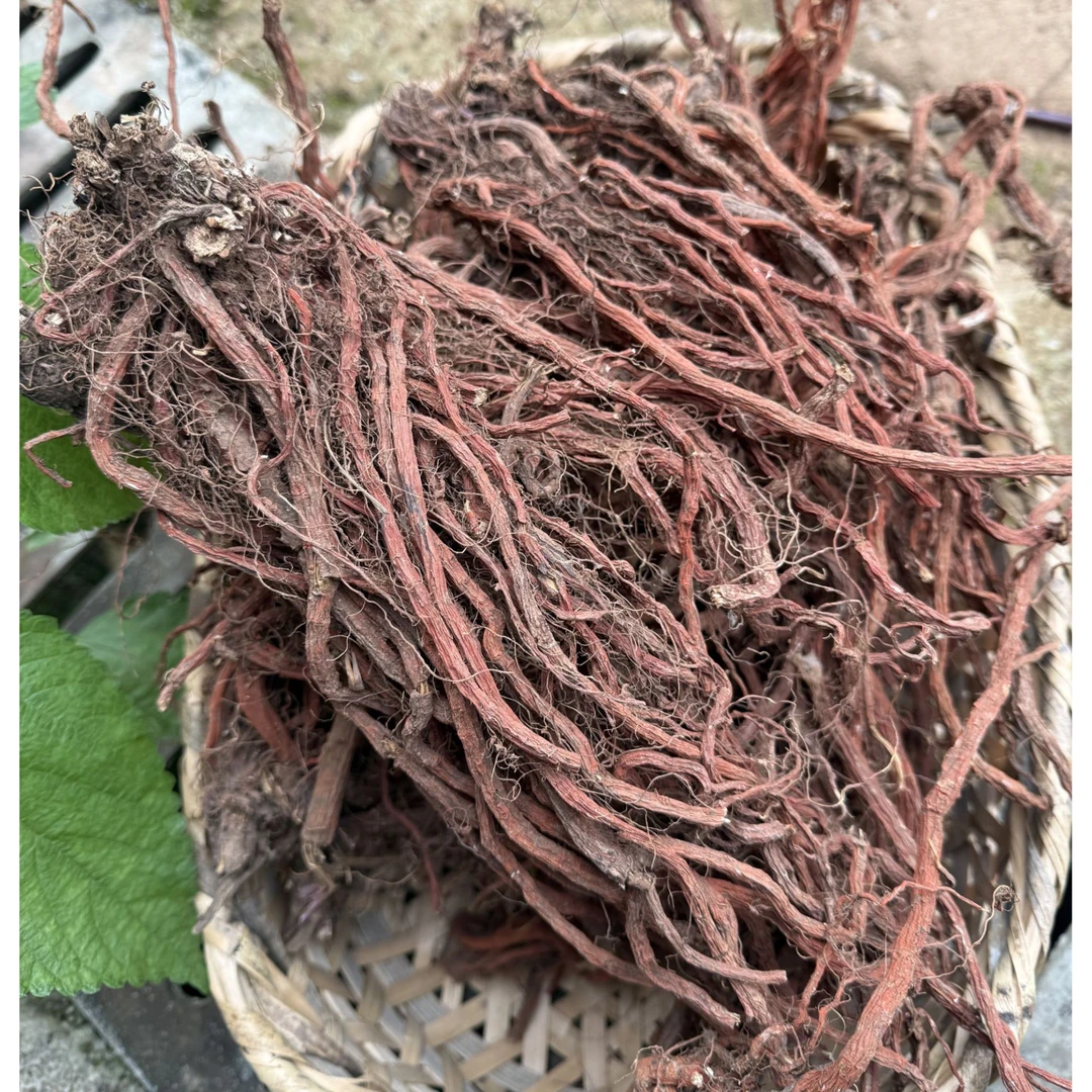 高山  农家 山货丹参