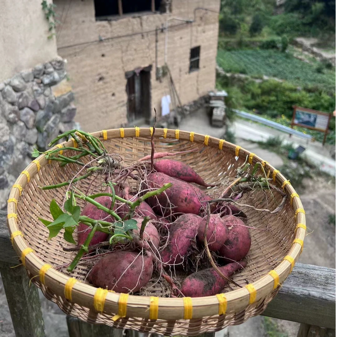 高山 农家 土红薯  番薯