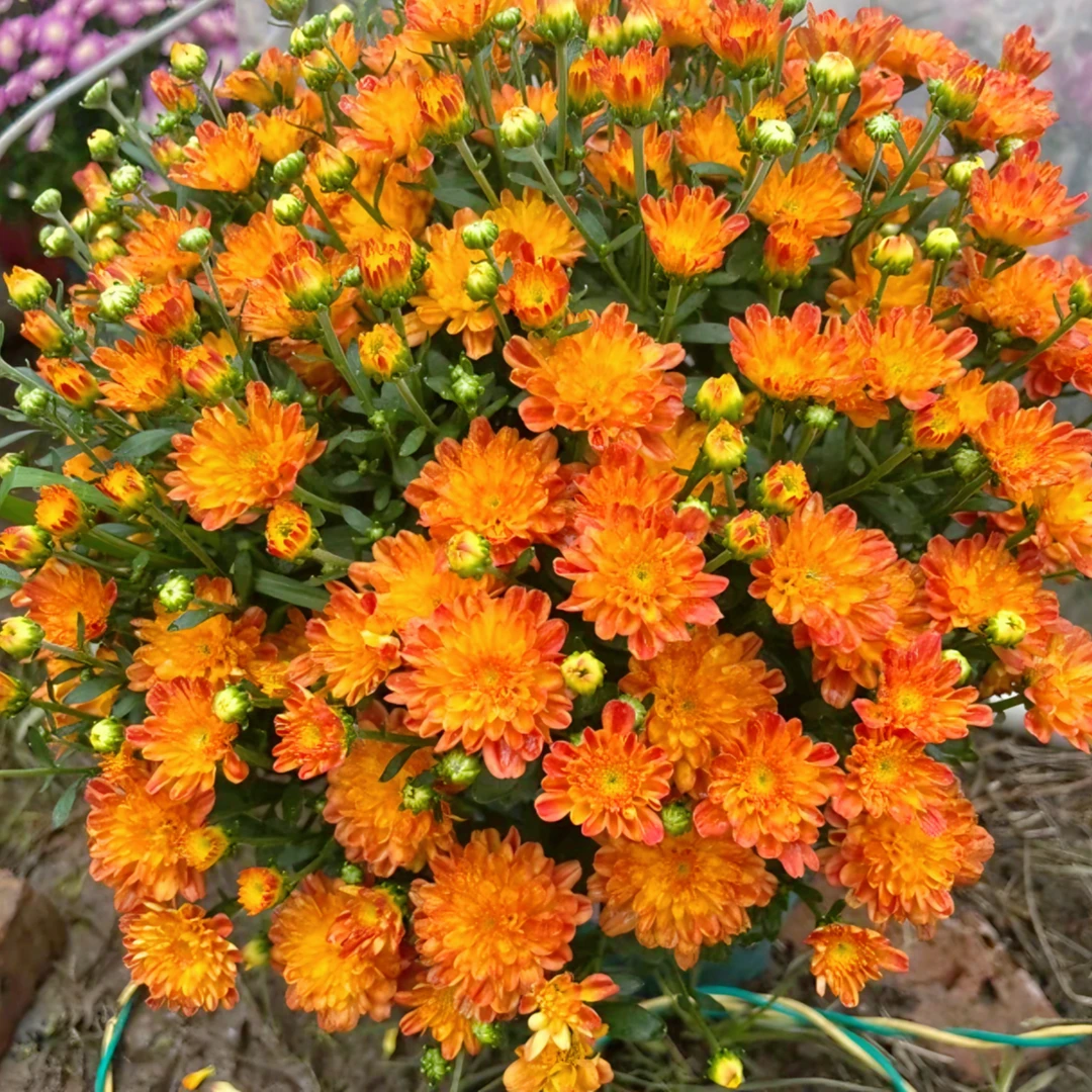 春华秋实千头菊  耐寒耐热多年生植物  新手易养护