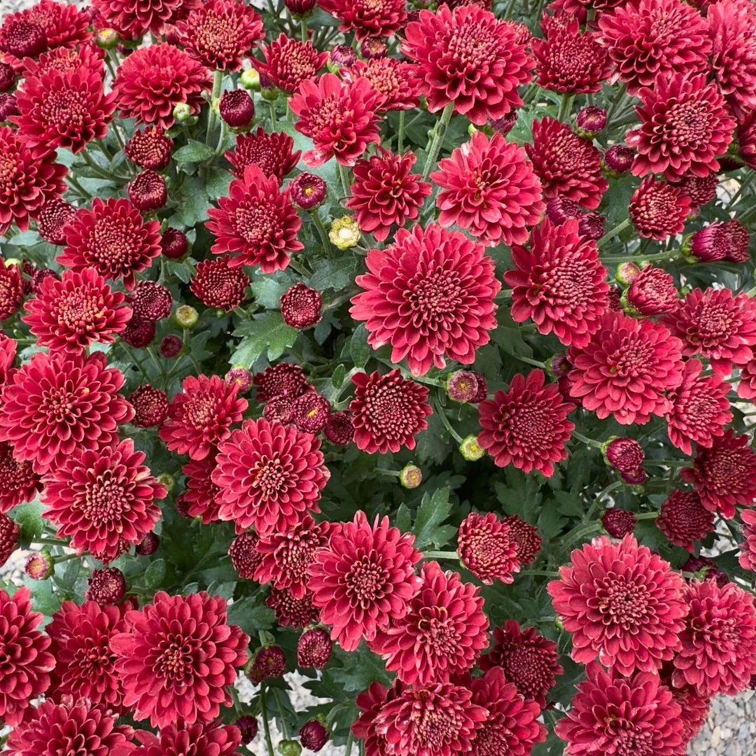 中国红千头菊（1.5加仑）  耐热耐寒多年生植物  新手易养护