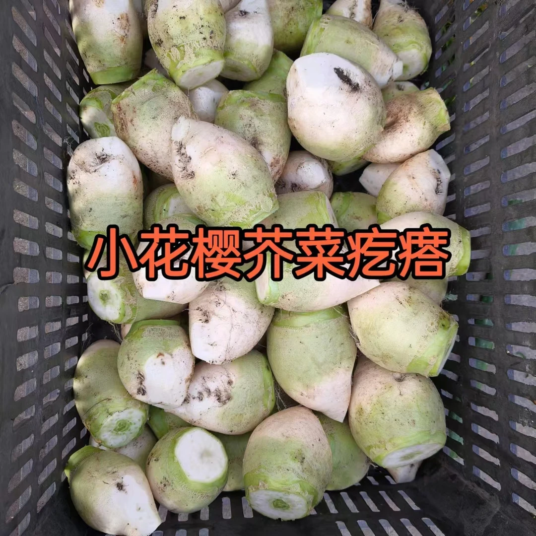 东北小花樱芥菜疙瘩