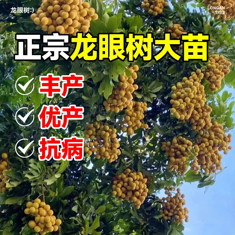 广西特大龙眼树苖四季龙眼树苗石硖储良桂圆苗盆栽地栽带土球