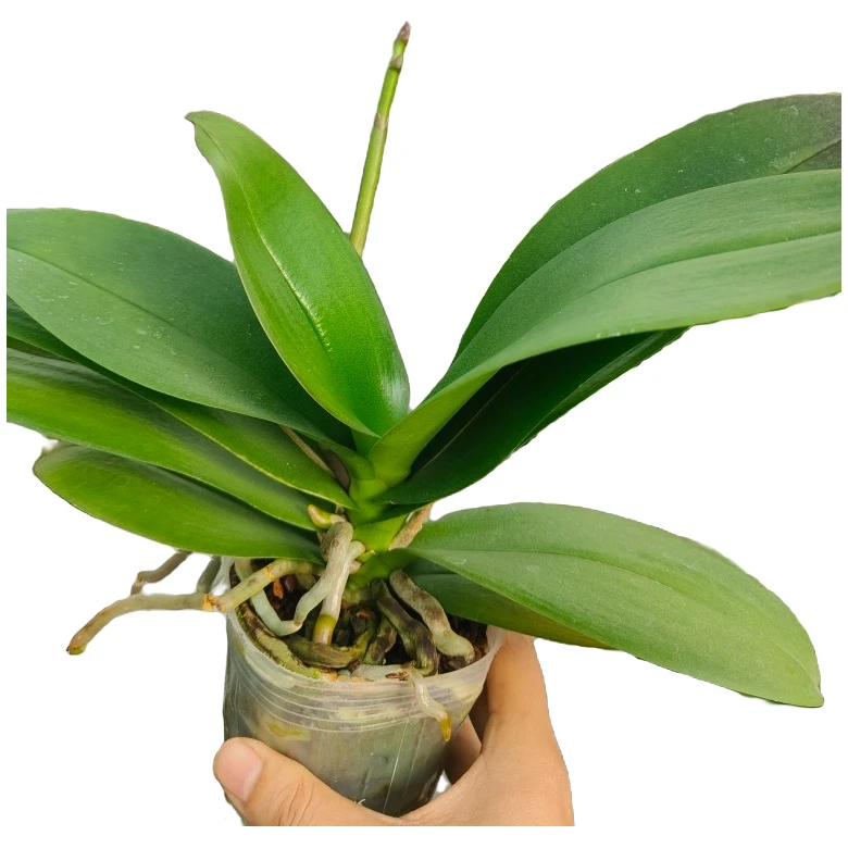 蝴蝶兰3.0寸（花后苗）