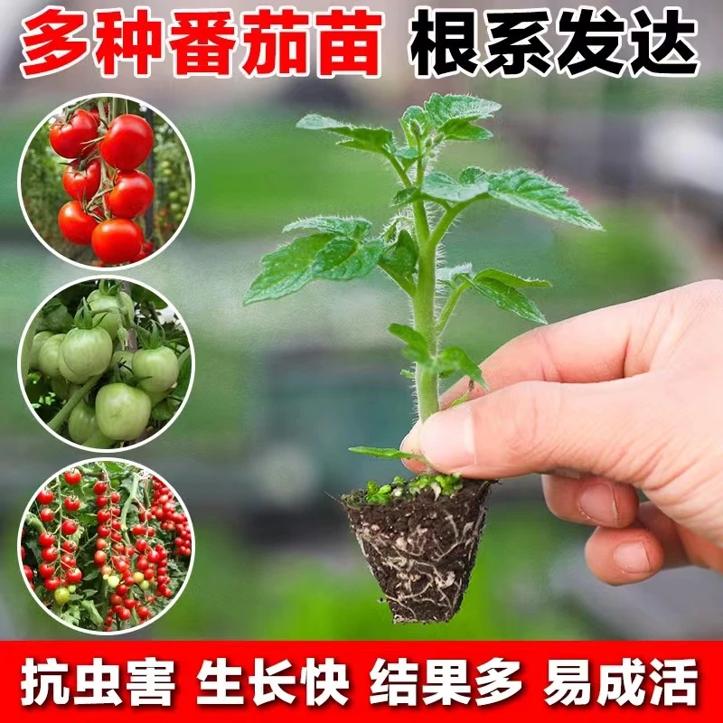 各类番茄苗口感大番茄瀑布小番茄苗花盆小院家庭种植种苗