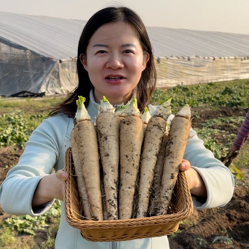 玉兰菜软化菊苣种苗家庭盆栽小院种植玉兰根