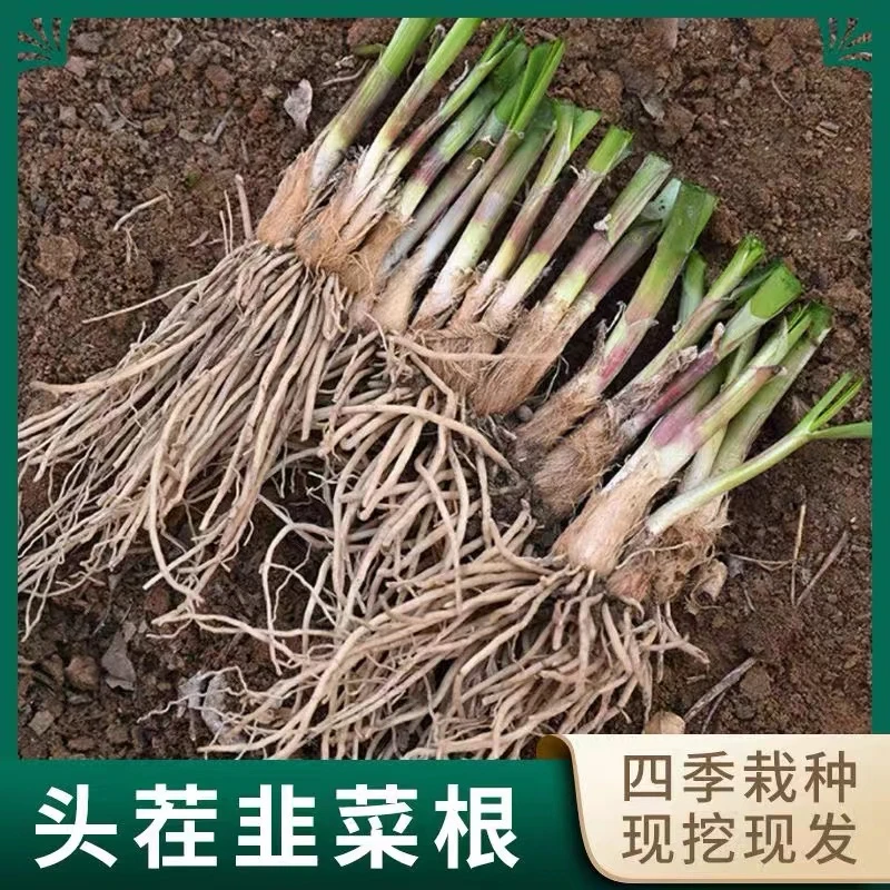 寿光红根韭菜苗独根红韭菜红根宽叶盆栽小院种植韭菜根
