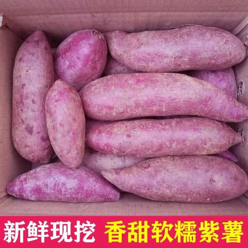 【开依】【香甜粉糯】沙地紫薯新鲜红蜜薯地瓜番薯蔬菜批发2/5/10斤