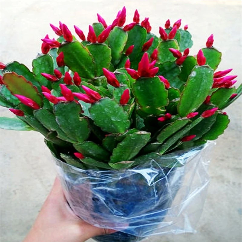 嫁接进口老汉蟹爪兰新品种带花苞盆栽阳台植物四季开花多色花