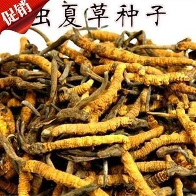 出售当年新种子冬虫夏草种子冬虫夏草苗种子药材种子中草药种子
