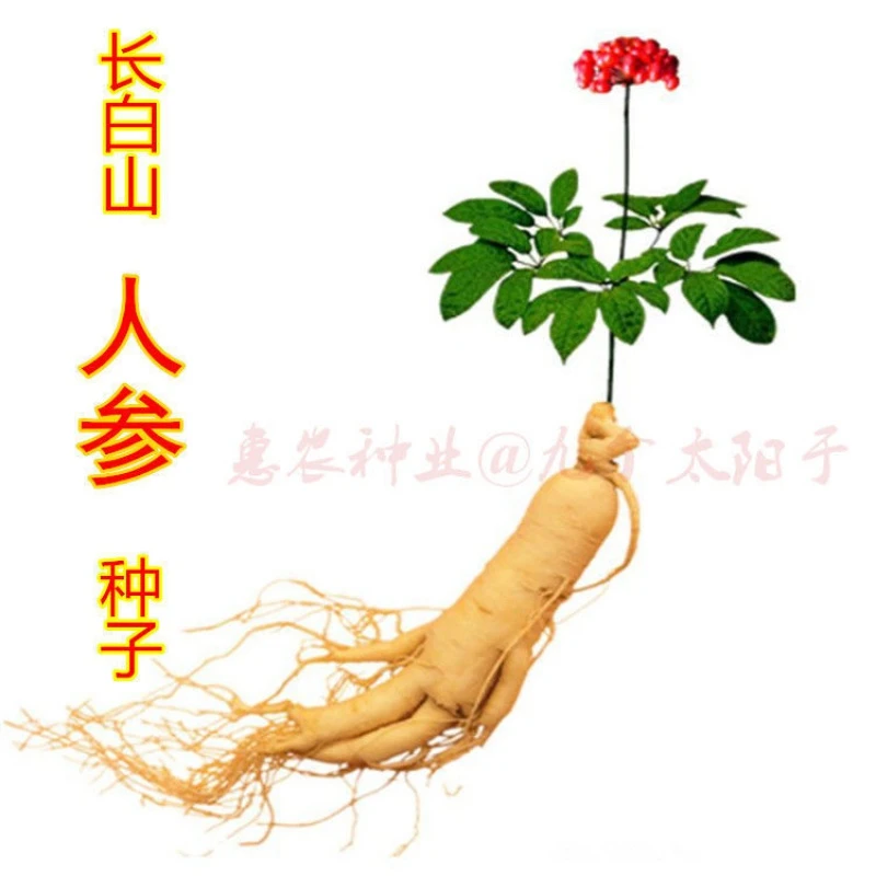 盆栽种苗  小苗人苗大苗参苗