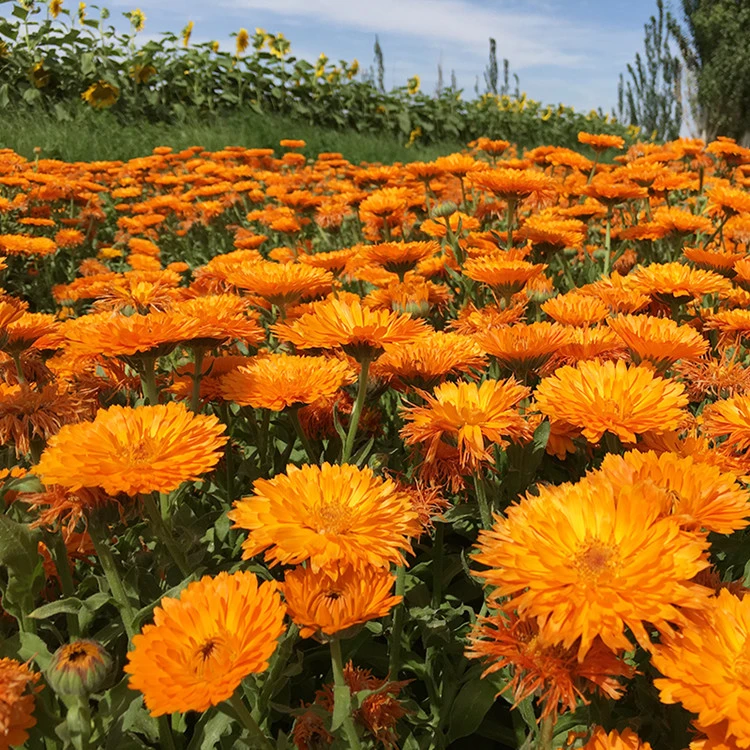 金盏菊种子长青花种子长生菊花籽四季播种开花庭院大金盏花种籽子