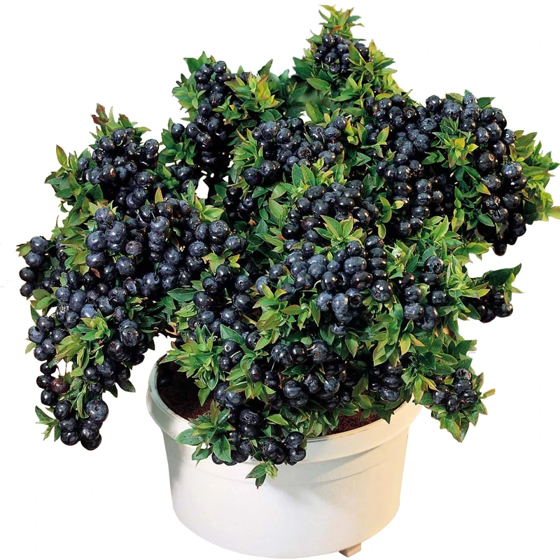 30粒高丛蓝莓灌木果实种子矮蓝莓种子全国可种南方北方