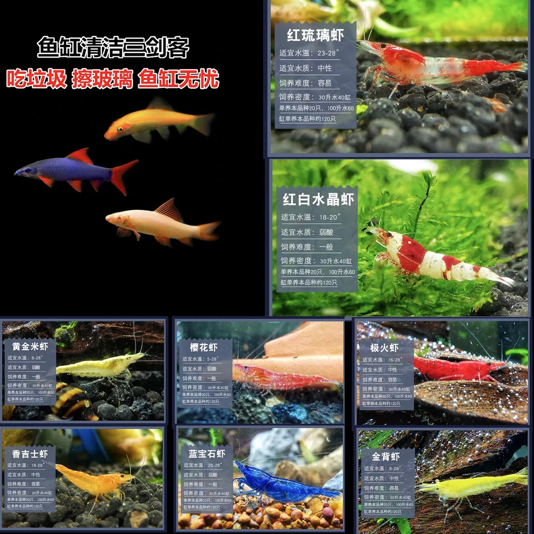 除藻鱼彩虹鲨观赏虾除藻虾水晶虾极火蓝宝石樱花鱼缸除藻工具