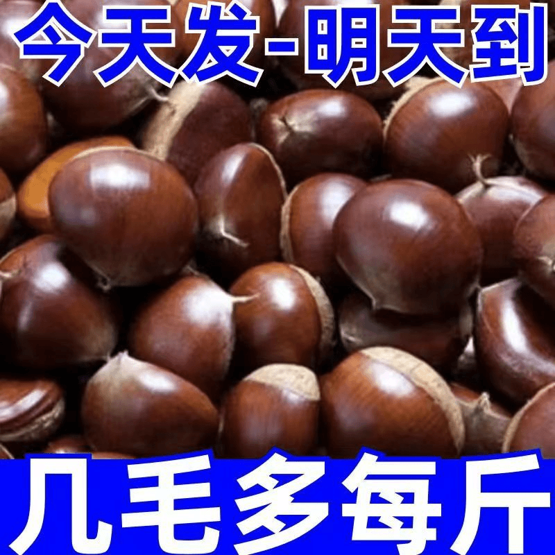 【进取】【特大6斤】现摘丹东板栗生新鲜有机生栗子糯甜油栗迁西0.5斤