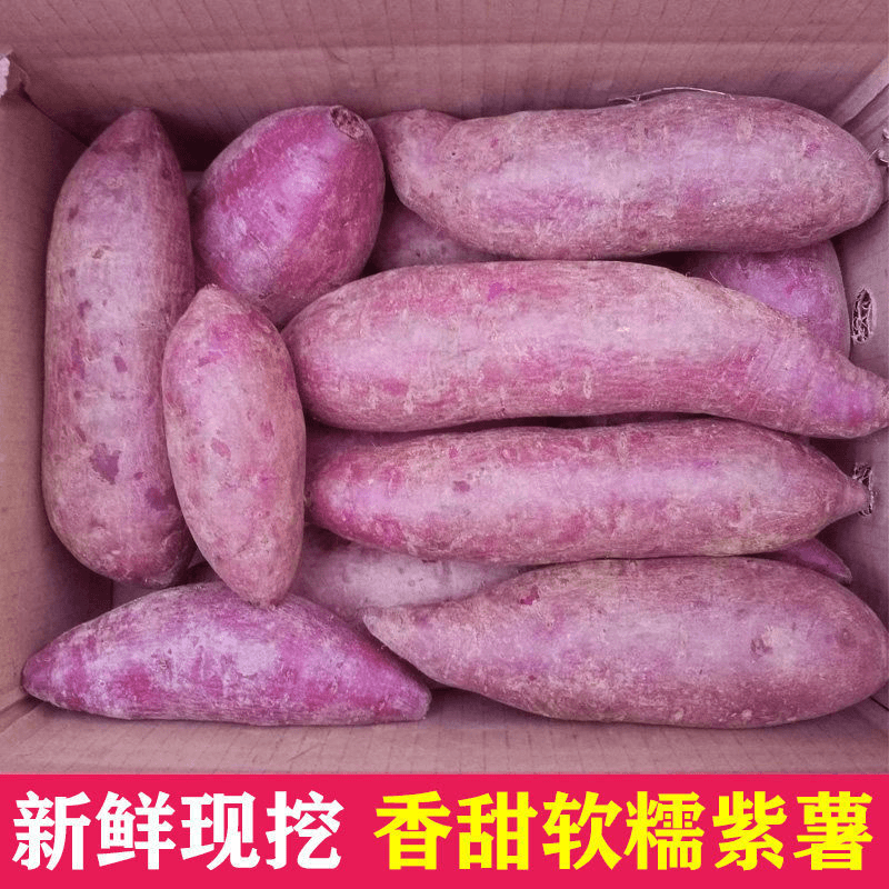 【进取】紫薯现挖紫心蜜薯红薯新鲜地瓜紫罗兰广西糯甜农家现挖批发