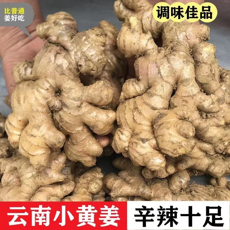 【进取】云南小黄姜嫩生姜批发老姜仔姜嫩姜嫩新鲜现挖新姜嫩姜蔬菜