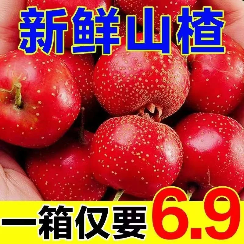 山楂鲜果大果 特级甜红子冰糖葫芦专用山里红酸甜新鲜鲜红果水果2