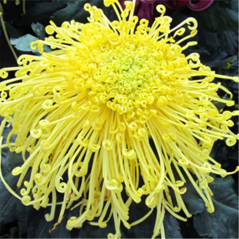 九月菊菊花苗国庆菊花盆栽四季开花【金丝皇菊花】室内室外观花植物