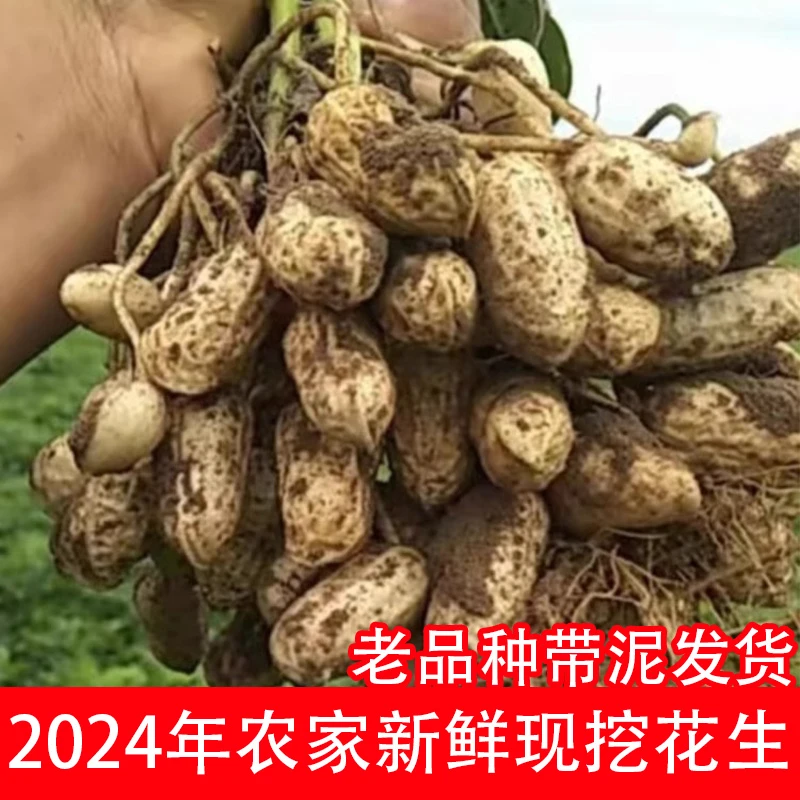 2024新鲜湿花生现挖带泥鲜花生四粒红带壳小花生米粉皮水煮花生