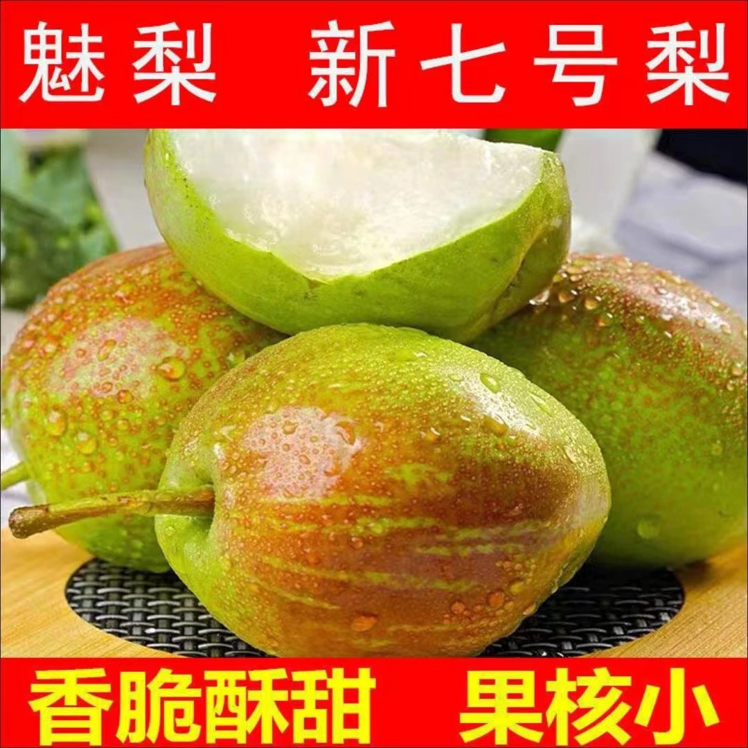 T 魅梨 新七号梨 5斤 9-12个