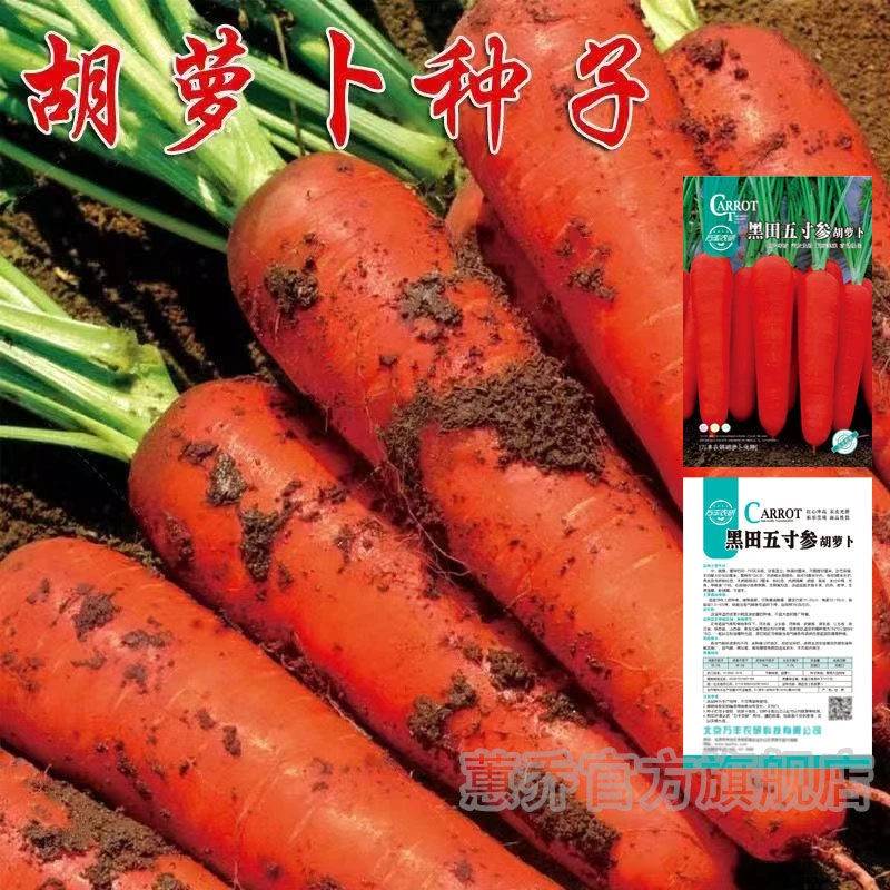 高产胡萝卜种子农家甜脆水果萝卜种籽春夏秋季庭院种植蔬菜种孑