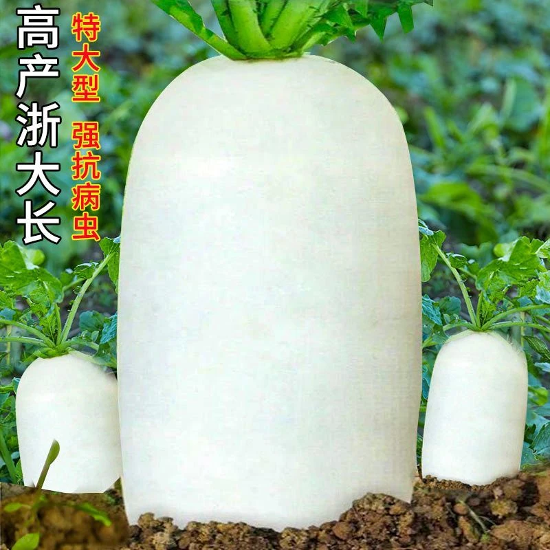 脆甜特大白萝卜种子四季播抗热耐寒生吃萝卜种仔农家种植蔬菜种籽