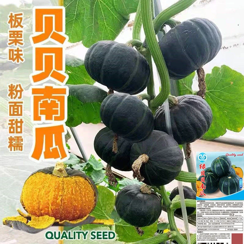 绿贝贝南瓜种子板栗小南瓜种籽新品种甜香糯高产早熟孔雀菜种子