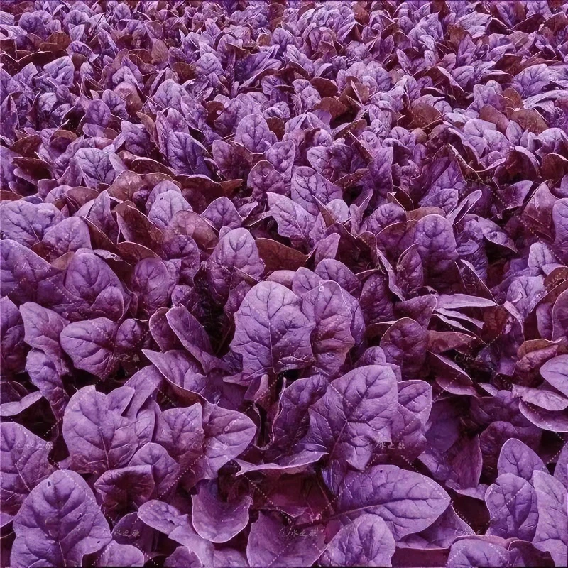 紫色菠菜种子  高产抗寒耐热营养紫菠菜种子四季种植大叶菠菜种子