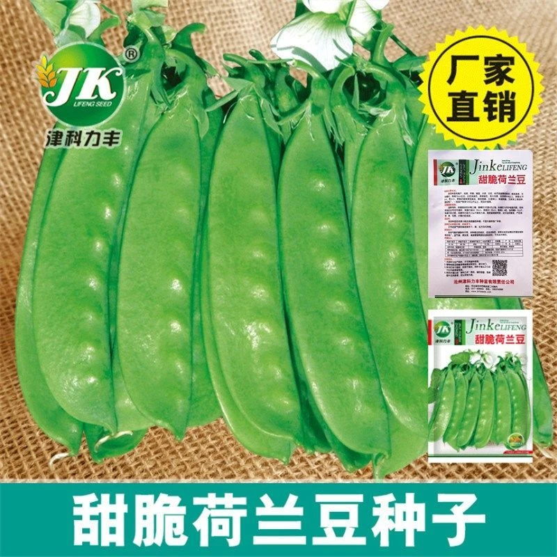 荷兰豆种籽种子豌豆苗豆角四季甜蔬菜豌豆种籽孑籽种莱菜籽尖碗豆