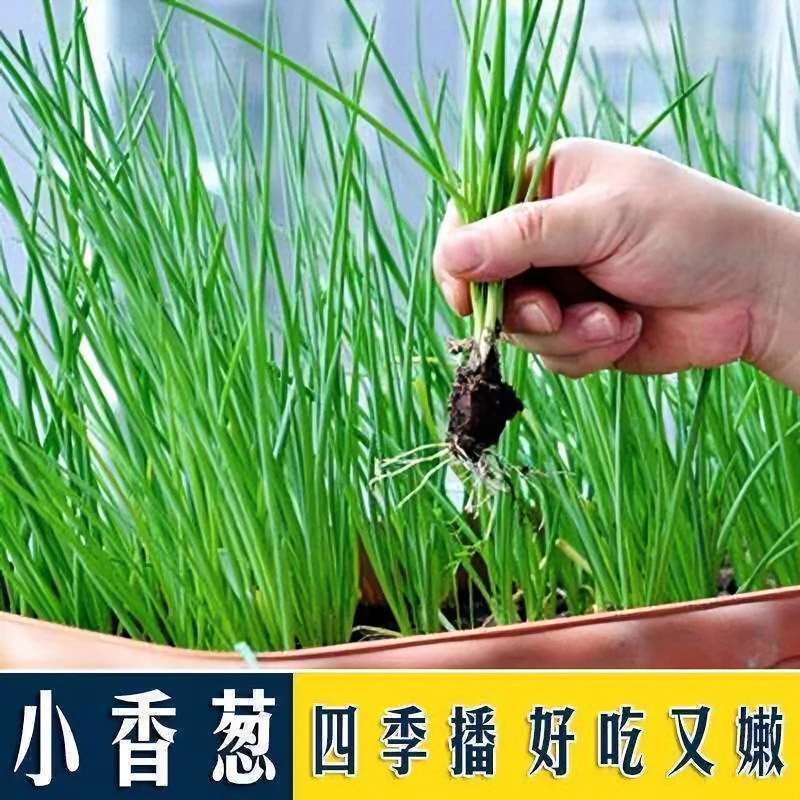小香葱种子四季易种小葱种子阳台室内盆栽葱种子批发家庭菜种子