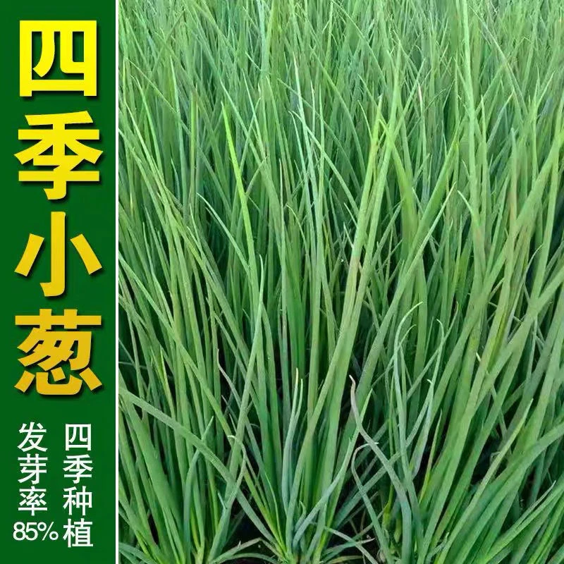 四季小香葱种子耐寒阳台盆栽食用种植速快耐寒抗病蔬菜种子大全