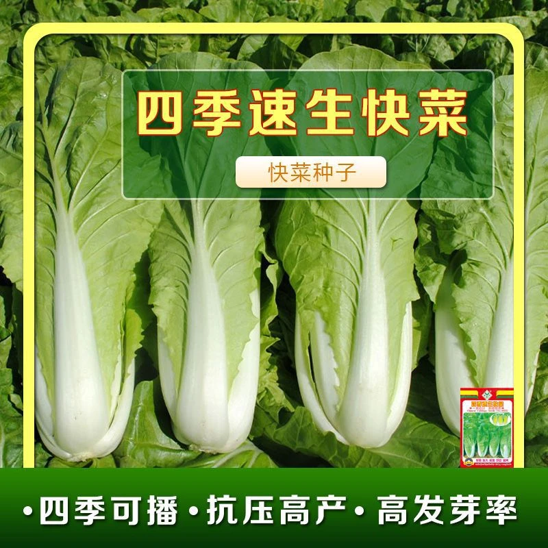 快菜种子速生20天耐热耐湿四季蔬菜种子高产小白菜种子