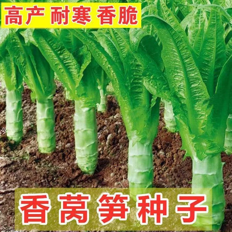 莴笋种子四季绿肉耐热耐寒高产尖叶红皮特大香莴笋脆嫩莴苣蔬菜种