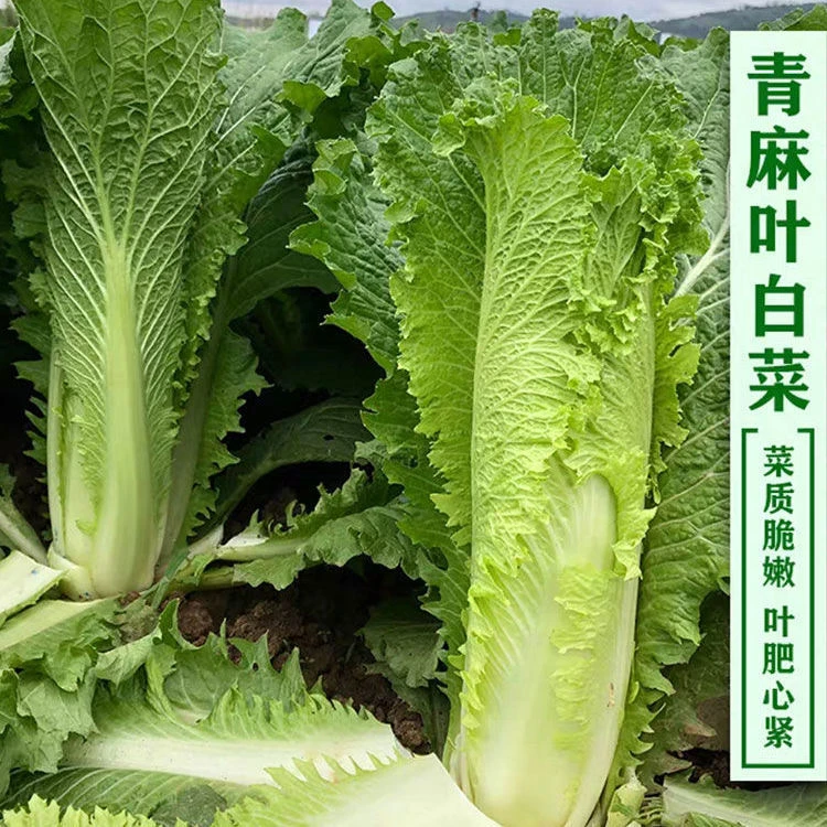 天津青麻叶白菜种子高桩直筒抗病抗热庭院阳台盆栽绿色蔬菜种孑子