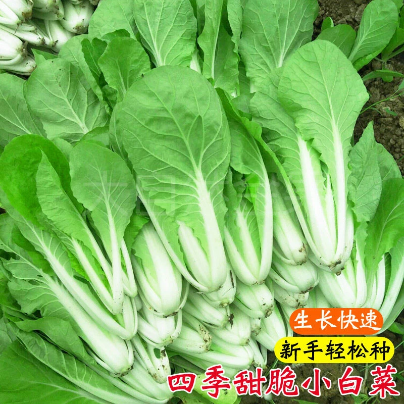 奶油小白菜种子四季蔬菜种子早熟小青菜食用种植速生快菜种子
