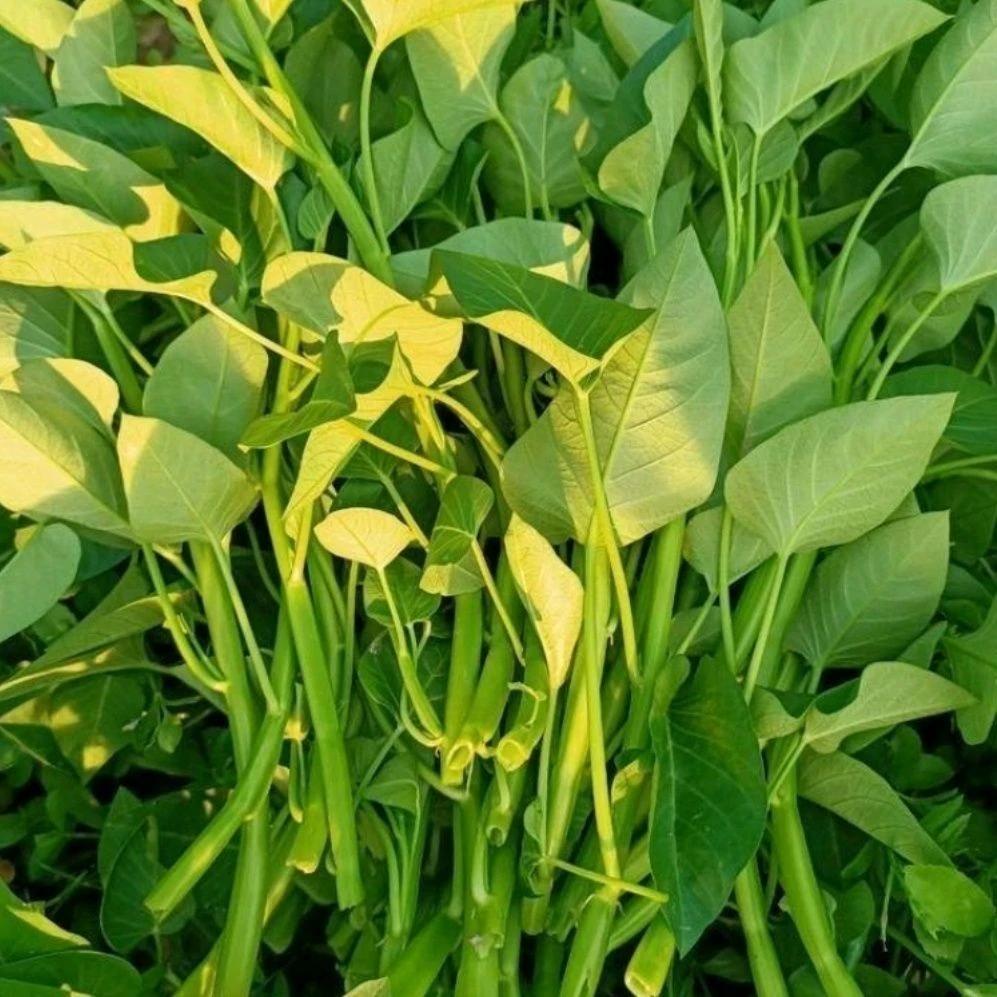 成都农家栽种新鲜应季蔬菜叶菜空心菜通心菜藤藤菜食用孔雀菜种子