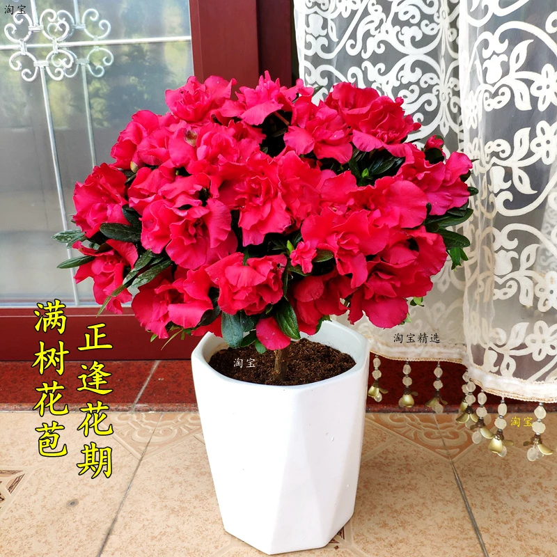 西洋比利时杜鹃花杨梅红树苗盆栽室内绿植花卉当年开花叶片常绿