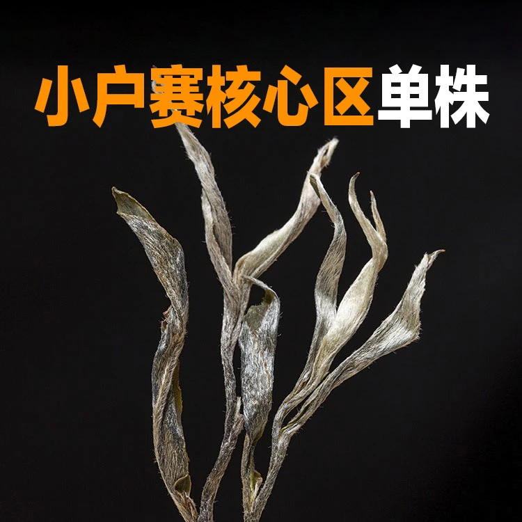 2023小户赛普洱茶生茶核心区单株生茶32克云南普洱生茶叶散茶春茶