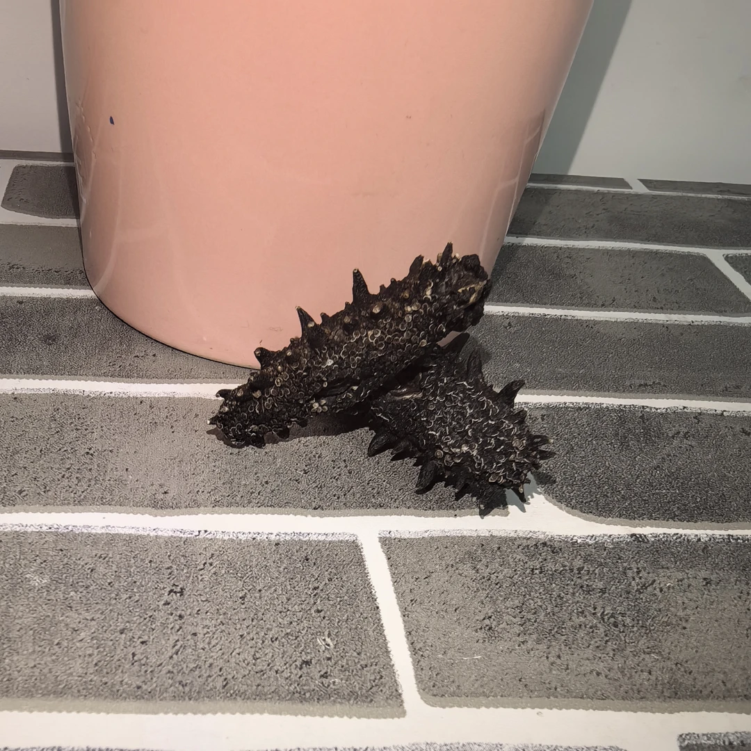 【性价比】GONGXIAO底播深海遼參120头/斤純淡幹500gDL-YJ-10